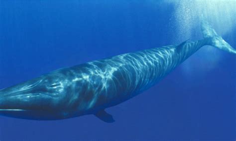 pene ballena azul|¿Qué animal tiene el pene más grande del mundo y qué puesto。